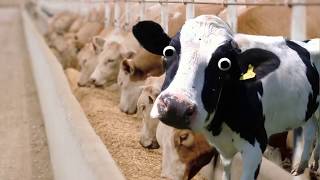 I&#39;m a Cow Song 🤣look at me!  🤣🤣 best friend animals 🤩