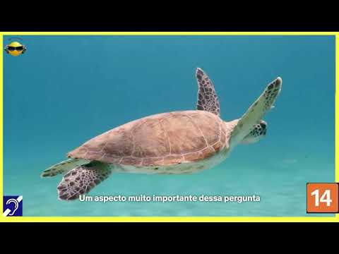 Tv Educativa Explicando a Inteligencia Animal  Netflix Dblado e com Legendas Corte 16