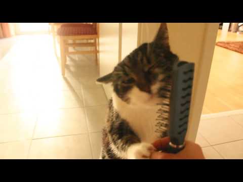 Il gatto si spazzola da solo
