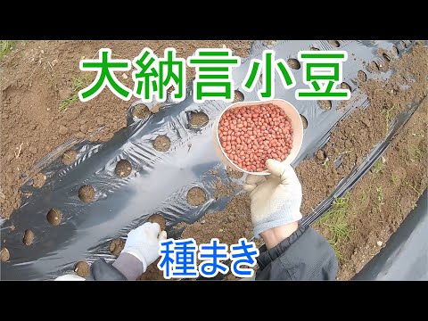 園芸 小豆の種まき方法は?