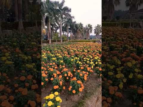 Motijhil........ #motijhil ##murshidabad #travel #flowers