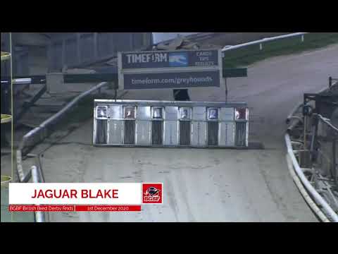 Jaguar Blake - BGBF British Bred Derby - Heat 1