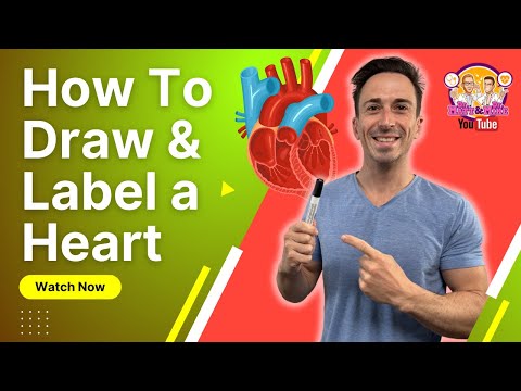 Best way to draw and label the heart! | Heart Anatomy