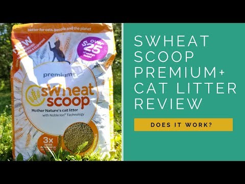 sWheat Scoop Premium+ Litter Review: We Tried Wheat...