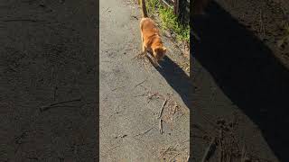Stray cat meets Stray unemployment