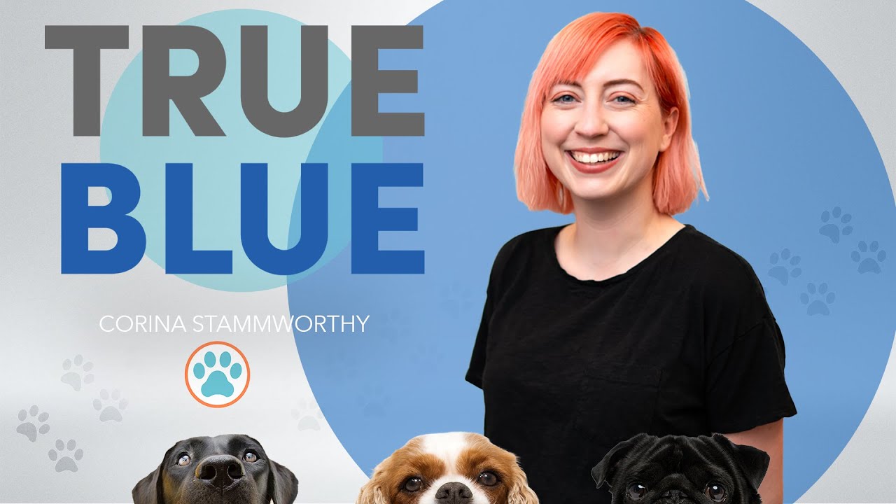True Blue with Corina Stammworthy