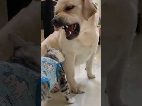 Your teeth are so white #cat #animals #dogshorts #funny #funnyanimals @SpaceBN2005