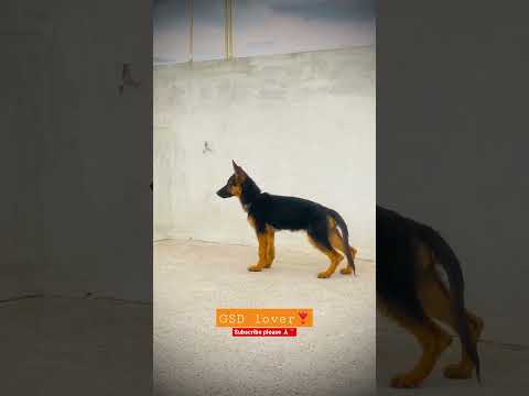 #dog #trending #garmanshepherd #puppy #doglover #gsdpuppy #gsd #dogs #love #shorts #youtube