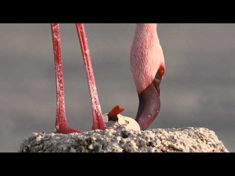 Пурпурное крыло - Трейлер