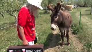 THE ROLLING STONES IN NASHVILLE..and the Istrian Donkey in Nashville ZOO.