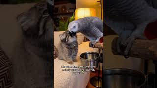 A rescued Pallas's cat became a talking parrot's best friend...  #wildliferescue #shorts
