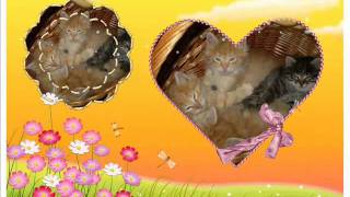 My Cat - Jack Off Jill