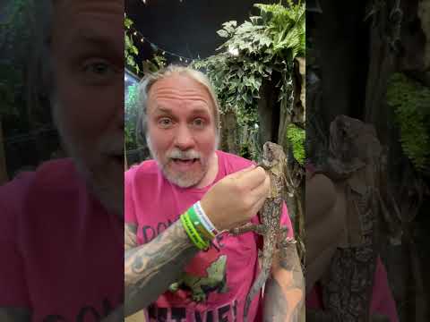 史上最高のペットトカゲ