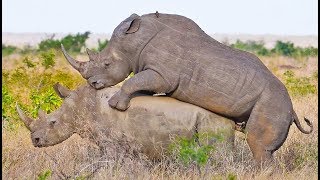 Rhinos Mating in Front of Tourists