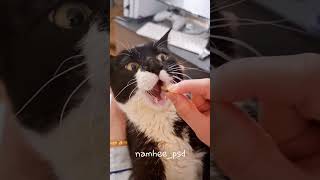 Download lagu ENAK SUSUNYA MAMA MAMA #kucing #kucinglucu #kucingimut mp3