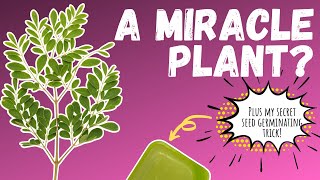 MORINGA, the plant you NEED to know about + my seed germinating SECRET