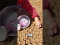Cotton Farming Process