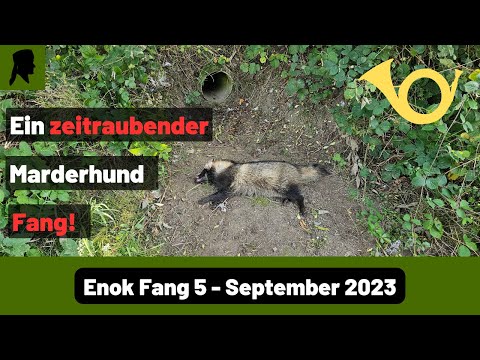 Marderhund verschiebt Betonrohre//Fallenmelder statt Fanganzeiger//Jagd 2023//TrapperInfo