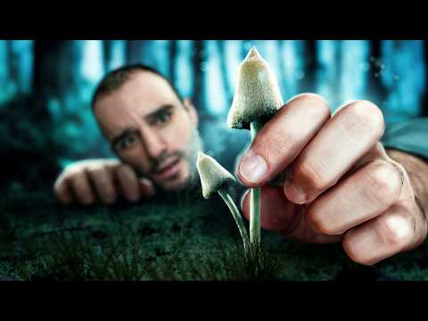 Le danger des champignons hallucinogènes !