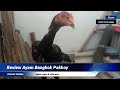 Review Ayam Bangkok Pakhoy Super Istimewa