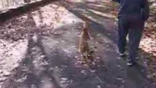 Evan Hanahoe Irish Terrier 7