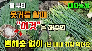 대파 봄부터 웃거름할때 이것 두가지 해주면 병해충 없이 1년내내 대파 키워먹습니다 #대파농사 #대파웃거름
