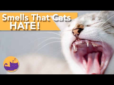 YouTube video about: Why do cats gag when they smell food?