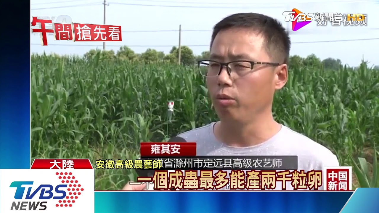 比蝗蟲更能吃! 「草地貪夜蛾」入侵陸糧食區