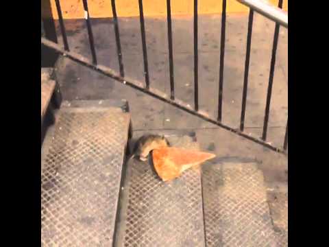Die Pizza-Ratte
