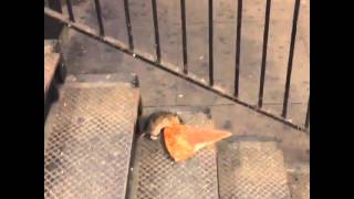 New York City rat taking pizza home on the subway