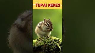 Download lagu Tupai Kekes #shortsfeed mp3 Download lagu Tupai Kekes #shortsfeed mp3