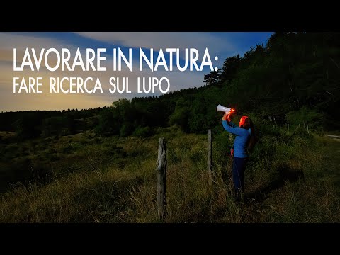LAVORARE IN NATURA: fare ricerca sul lupo