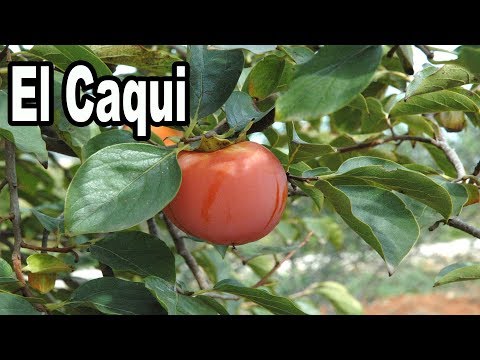 The Persimmon and Its Care, Persimmon Tree