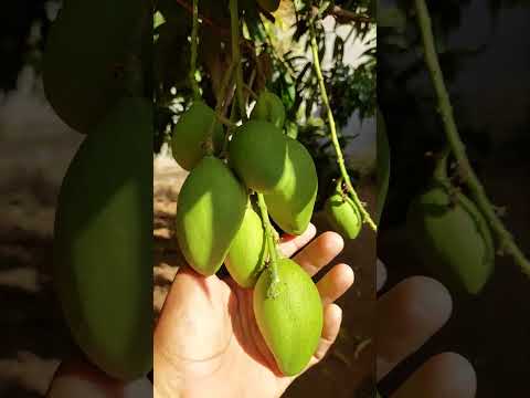 La cosecha de mangos en #SantaMaria #Usulutan #ElSalvador