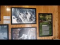 Inside Wolf Exhibit Gallery 7 8 19 At The DETROIT ZOO MICHIGAN