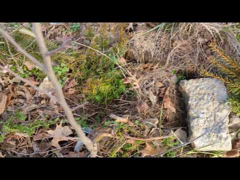 discussing pawpaw grafting and other trees