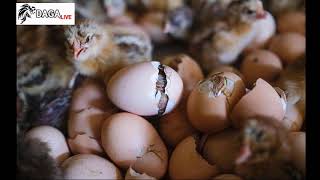 Hà Lan - Phát minh phương pháp xác định giới tính gà con từ trong trứng | daga.live