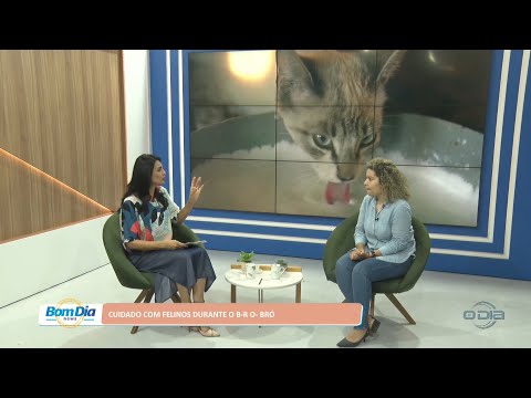 Cuidado com felinos durante o B-R-O-BRÓ 05 09 2022