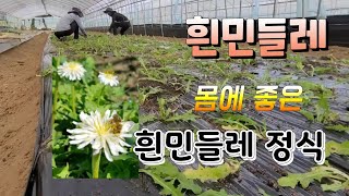 돈되는 작물 흰민들레  효능을 알면 돈이 보인다 흰민들레 모종