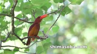 ドサッっと増えたリュウキュウアカショウビン(動画あり)