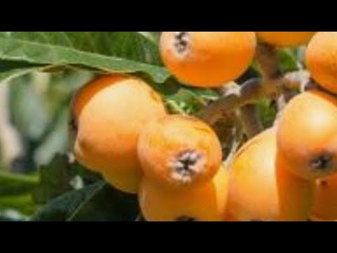 What are nespole in English?