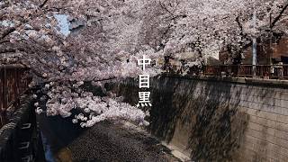 Naka-meguro Cherry Blossoms video preview