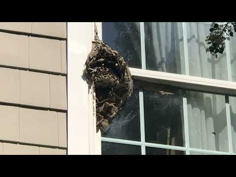 Hornets Attached to the Bedroom Window in Point Pleasant Beach, NJ
