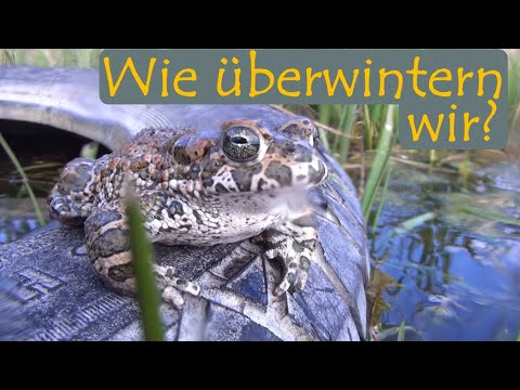 Wie überwintern wir? - Winterzeit mit unseren heimischen Amphibien | mit Martin Maschka
