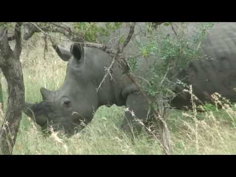 Djuma elephants and leopards
