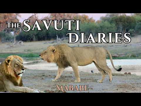 Camping Among Lions in Botswana's Savuti Region | Mababe Community Adventure
