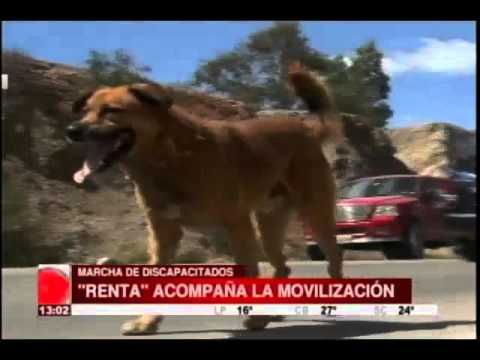 Perrito acompaña a la caravana de las personas con discapacidad
