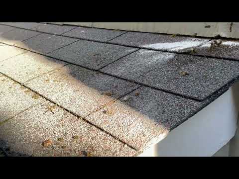 Lots of Yellow Jackets Getting Under the Siding in Manasquan, NJ