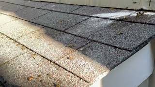 Watch video: Lots of Yellow Jackets Getting Under the...