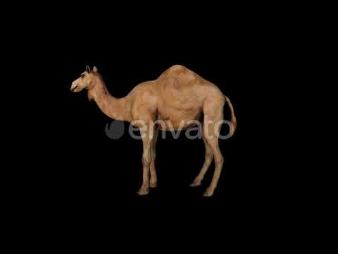 Camel Idle | Motion Graphics - Videohive template